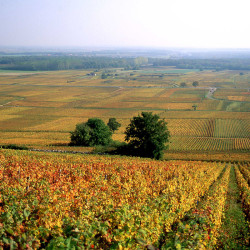 BEAUNE "Les Epenotes"
